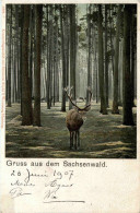 Gruss Aus Dem Sachsenwald - Hirsch - Lauenburg
