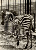 Rostock Zoo - Zebra - Rostock