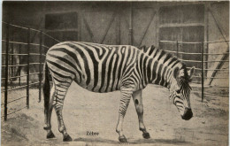 Zebra - Chevaux