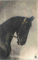 Pferd - Horse - Caballos