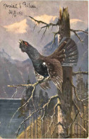Auerhahn - Oiseaux