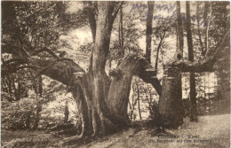 Lübbecke I. W. - Alte Burglinde Auf Dem Reineberg - Minden