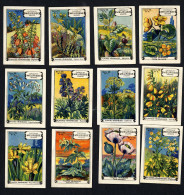 Meurisse - Ca 1930 - 96 - Plantes Veneneuses, Poisonous Plants - Full Serie - Altri & Non Classificati