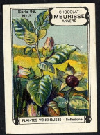 Meurisse - Ca 1930 - 96 - Plantes Veneneuses, Poisonous Plants - 3 - Belladone, Atropa Belladonna - Other & Unclassified