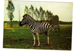 Thoiry Zèbres En Liberté Dans La Réserve Africaine Du Chateau De Thoiry En Yvelines - Thoiry