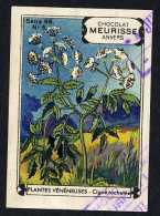 Meurisse - Ca 1930 - 96 - Plantes Veneneuses, Poisonous Plants - 5 - Ciguë Tachetée, Conium Maculatum, Hemlock - Sonstige & Ohne Zuordnung