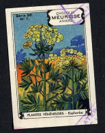 Meurisse - Ca 1930 - 96 - Plantes Veneneuses, Poisonous Plants - 7 - Euphorbe, Euphorbia - Autres & Non Classés