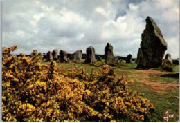 CARNAC. -  Les Ajoncs Et Les Menhirs.    -  Non Circulée. - Carnac