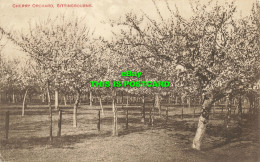 R621108 Cherry Orchard. Sittingbourne. T. Ash. 1914 - Welt