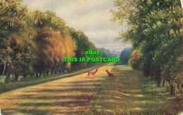 R622126 Long Walk. Windsor Great Park. Davidson Bros. Marlborough Series. Windso - Welt