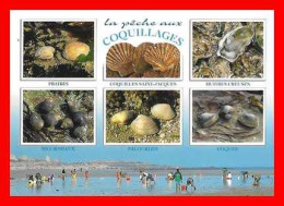 CPSM/gf Bretagne. La Pêche Aux Coquillages. *4501 - Bretagne