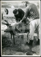 50s ORIGINAL REAL PHOTO FOTO COUCHON PORC PORCO PIG  CHASSEUR PORTUGAL AT149 - Lieux