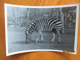 1951 USSR RUSSIA MOSCOW ZOO , ZEBRA - Zebras