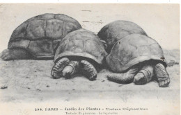 TORTUES ÉLÉPHANTINES - Schildpadden