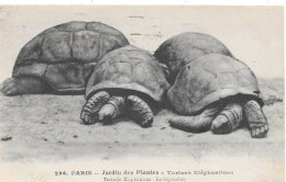 TORTUES ÉLÉPHANTINES - Tortugas