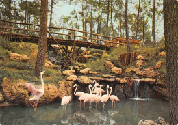 17 Les Mathes La Palmyre  Zoo Cascade Des Flamands Roses Grues Et Ibistantales    N° 76 \ML4008 - Les Mathes