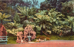 San Francisco - Tree Ferns , Golden Gate Park - San Francisco