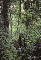 GABON  LIBREVILLE Sentier Prés De LONGO En Brousse  N° 29 \ML4019 - Gabón