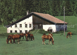 11696332 Franches Montagnes Au PaturagenPferde  La Chaux-de-Fonds - Andere & Zonder Classificatie