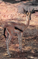 SENEGAL  Une Gazelle HOA-QUI Dakar   N° 43 \ML4031 - Senegal