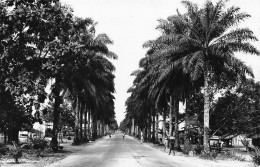 CAMEROUN-DOUALA -ALLEE DES PALMIERS  N° 78 \ML4031 - Cameroun