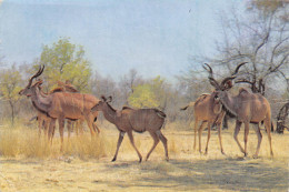 Zimbabwe Ex Rhodésie RHODESIA Kudu On The Move Antilope  (2 Scans)N° 10 \ML4038 - Simbabwe