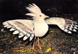 NOUVELLE CALEDONIE  Le Cagou Oiseau Endémique Rhinochaetus Jubatus éd Solaris Nouméa  (Scans R/V) N° 29 \ML4040 - Nouvelle Calédonie