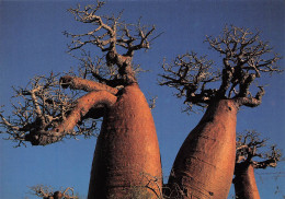 MADAGASCAR  Baobabs Bouteille Du Sud à MORONDAVA Tananarive Antananarivo  Carte Vierge  (Scans R/V) N° 19 \ML4041 - Madagaskar