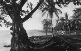 Guinée Française Conakry  Un Coin Sur La Corniche Palmiers Et Fromagers  Cpa Non Circulé (Scans R/V) N° 75 \ML4050 - French Guinea