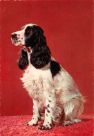 Cocker Anglais Noir Et Blanc Chien   (Scans R/V) N° 73 \ML4054 - Dogs