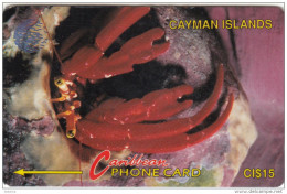 CAYMAN ISL(GPT) - Hermit Crab, CN : 4CCIB/B, Tirage 20000, Used - Islas Caimán