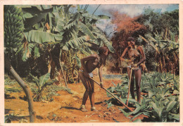 Afrique Du Sud DURBAN Jeune Filles Zoulou Dans Un Champs De Bananes  (scans R/V) N° 31 \ML4057 - Sud Africa