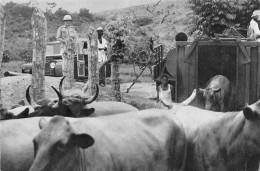 Oubangui-Chari République Centrafricaine Déchargement Des Vaches  Vierge Non Circulé  (scans R/V) N° 65 \ML4057 - Zentralafrik. Republik