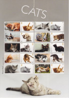 GB 2022 CATS- Smilers / Collector Sheet - GS-143/LS-141 - Persoonlijke Postzegels