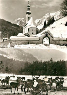 73335417 Hintersee Berchtesgaden Hirschfuetterung In Der Ramsau Im Hintergrund R - Berchtesgaden