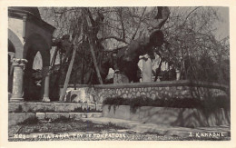 Greece - KOS - Tree Of Hippocrates - REAL PHOTO - Publ. D. Kanaphe  - Grecia