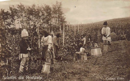 Romania - Picking Wine Grapes - REAL PHOTO - Roumanie