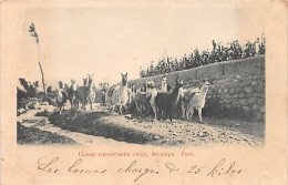 Peru - AREQUIPA - Llamas Trasportando Carga - Ed. Desconocido  - Perú