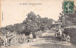 BLIDA - L'avenue Des Moulins - Blida