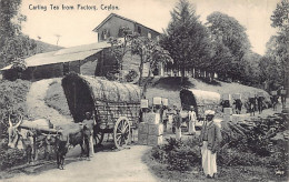 Sri Lanka - Carting Tea From Factory - Publ. Plâté Ltd. 308 - Sri Lanka (Ceylon)