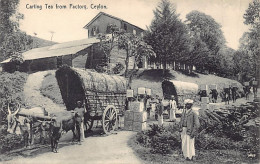 Sri Lanka - Carting Tea From Factory - Publ. Plâté Ltd. 308 - Sri Lanka (Ceilán)