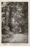 JUVISY-sur-ORGE: Parc De Bel-fontaine, Un Sous-bois - état - Juvisy-sur-Orge