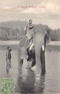 Sril Lanka - A Temple Elephant - Publ. Skeen-Photo  - Sri Lanka (Ceylon)