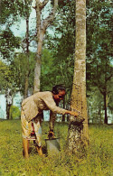 Malaysia - Malayan Woman Tapping Rubber - Publ. Max H. Hilckes 101 - Malasia