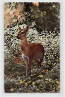 Congo Kinshasa - Antilope Femelle - Ed. Dupont (Bunia) 2747 - Belgisch-Kongo