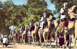 Algérie - TAMANRASSET - Le Peleton Méhariste - Ed. Laroui 22 - Sonstige & Ohne Zuordnung