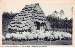 Dans Les Landes - Une " Borde " Landaise Avec Moutons - Très Bon état - Altri & Non Classificati