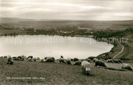 73332532 Schalkenmehren Schalkenmehrener Moor Landschaftspanorama Schafherde Sch - Sonstige & Ohne Zuordnung