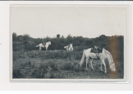 Environs Saintes Maries De La Mer - Photo Georges (Arles) - Manade - Très Bon état - Autres & Non Classés