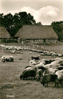 73332301 Wilsede Lueneburger Heide Schafherde Wilsede Lueneburger Heide - Sonstige & Ohne Zuordnung